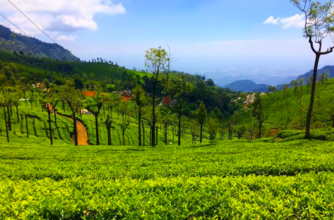 Marvellous Ooty , Coorg and Kodaiknal